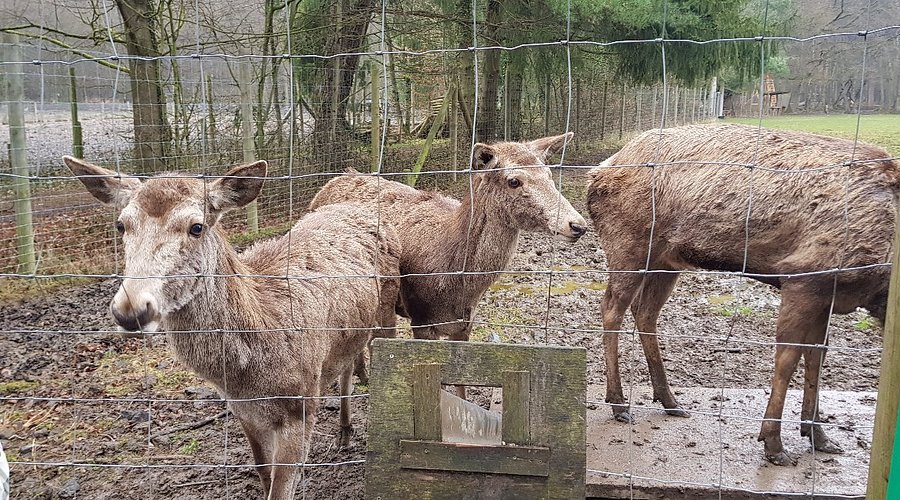 🏞️ 발다우 본(Waldau Bonn)